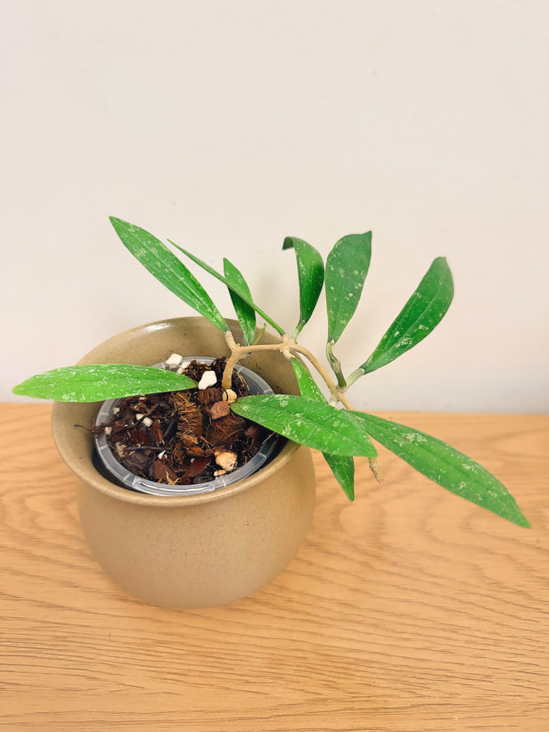 Hoya Rigidifolia