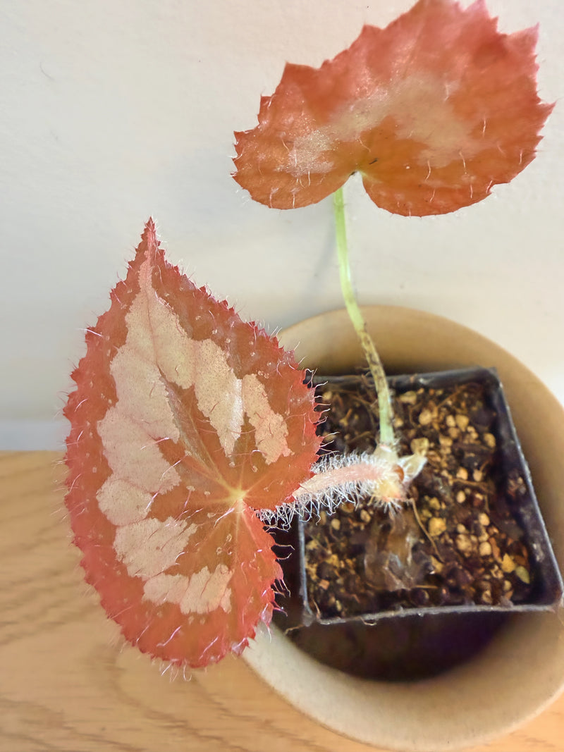 Begonia Longiciliata ‘Silver Queen’