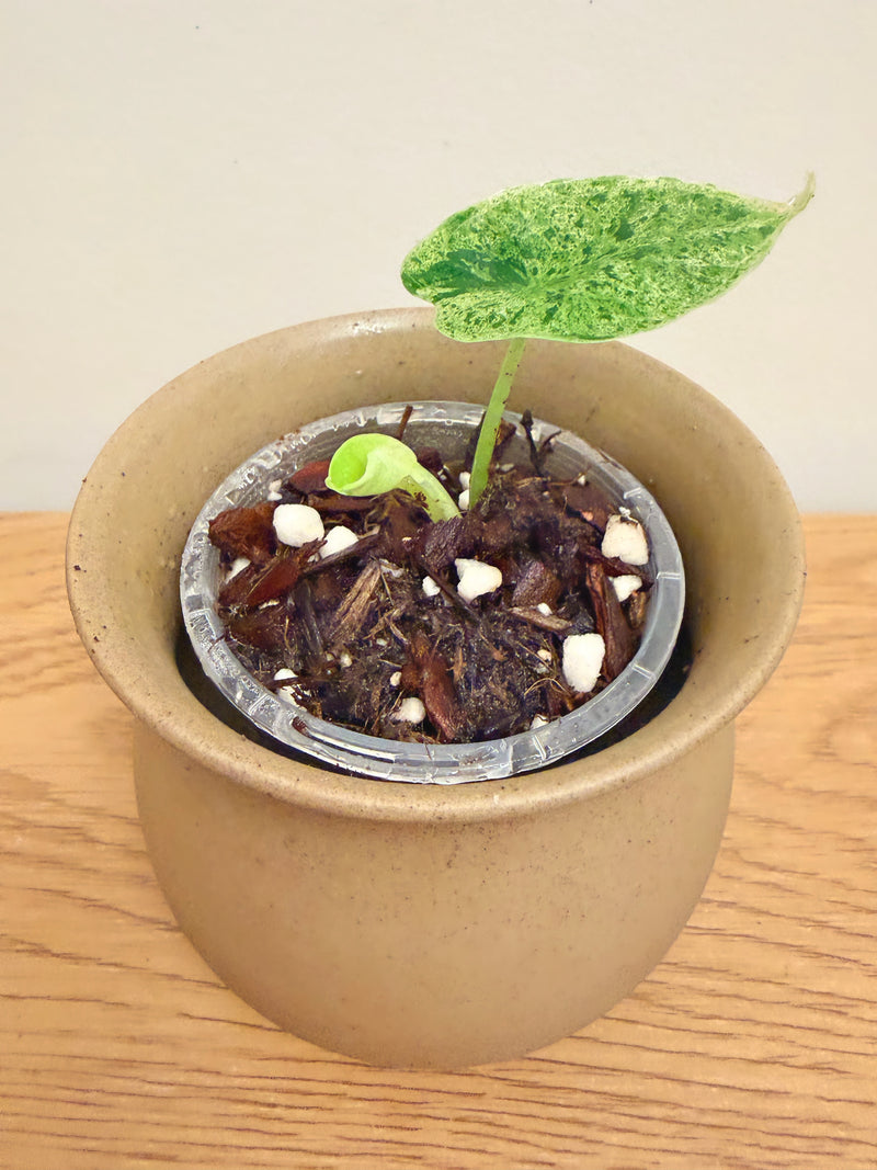 Alocasia Dragon Scale Mint