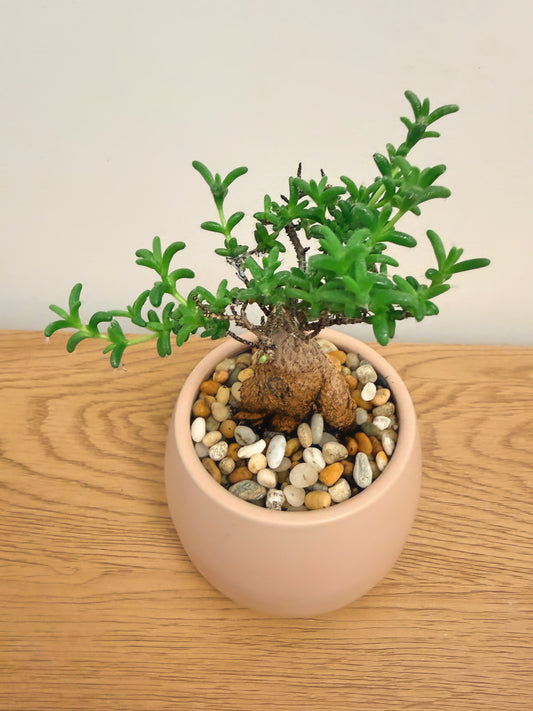Trichodiadema Bulbosum