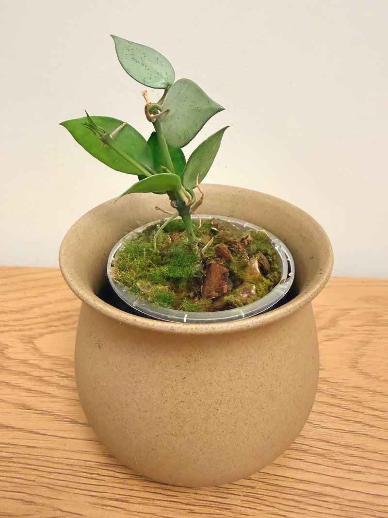 Hoya Krohniana Silver