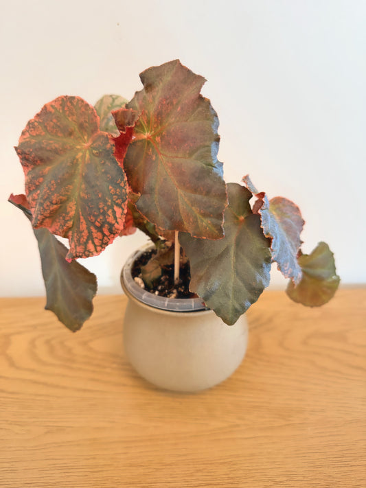 Begonia Midnight Sun