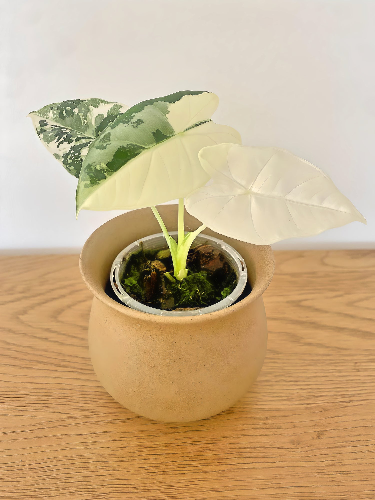 Alocasia Frydek Variegated