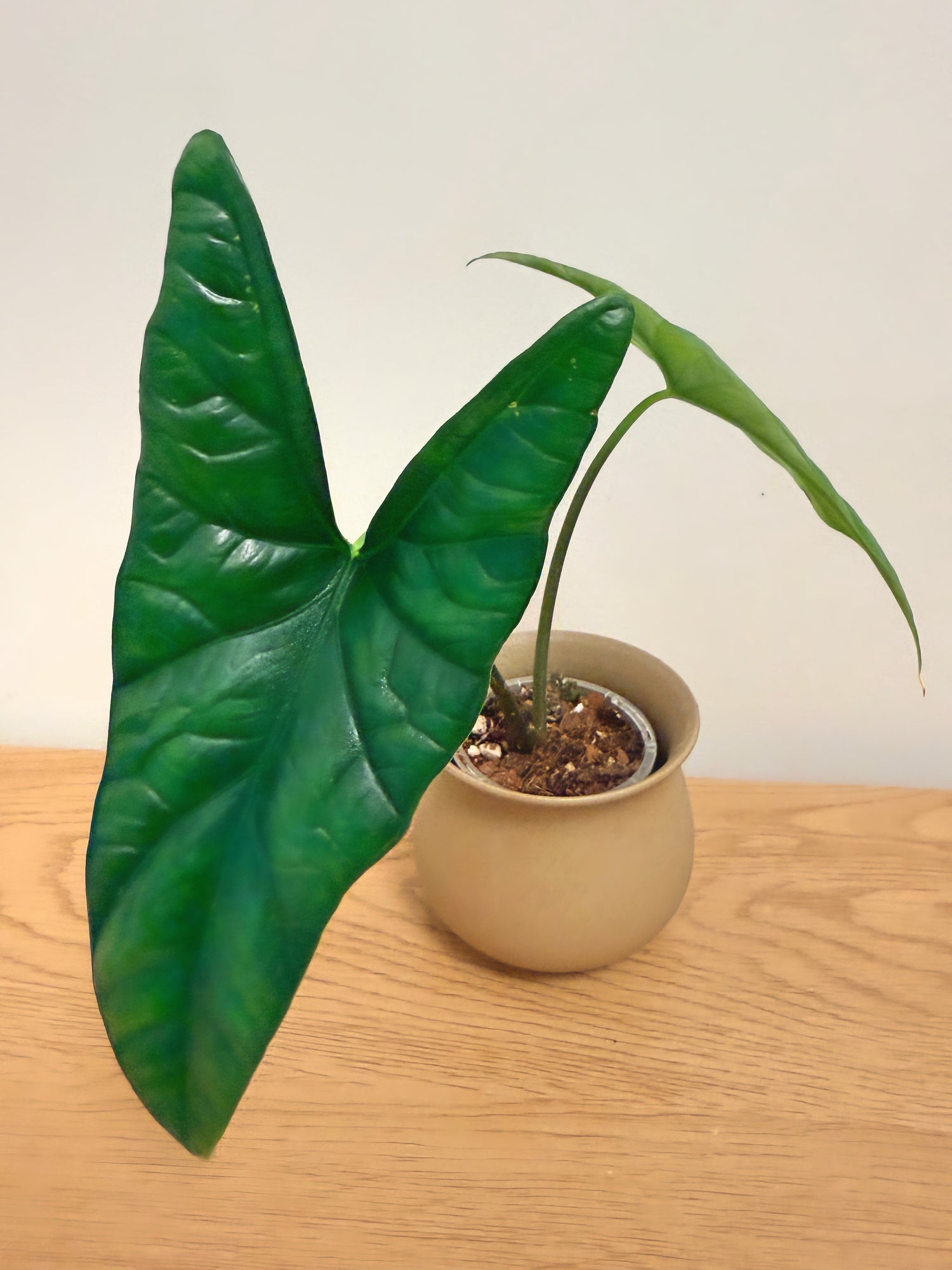 Alocasia Simpo
