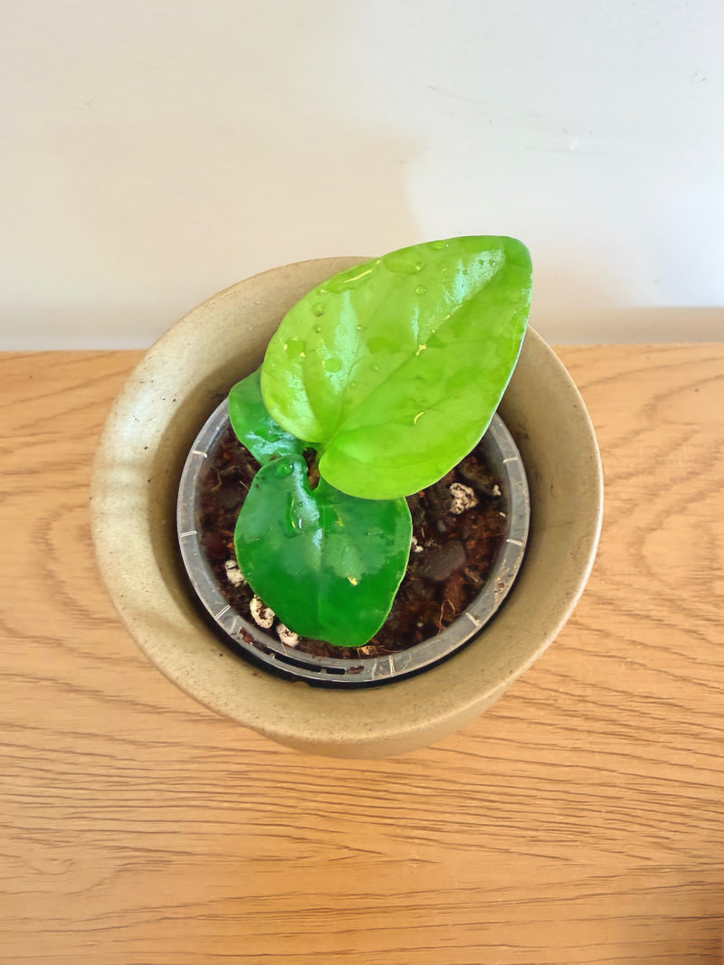 Anthurium Pinkleyi