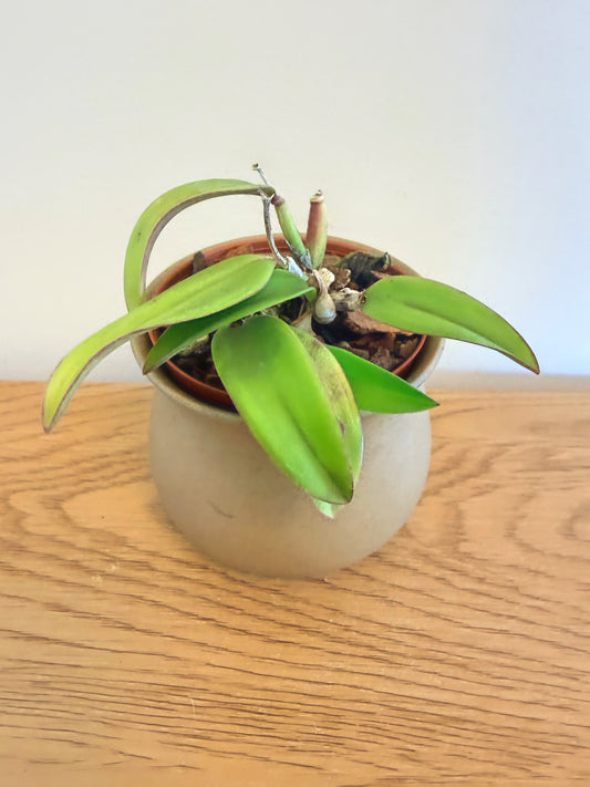 Cattleya Wild Fire