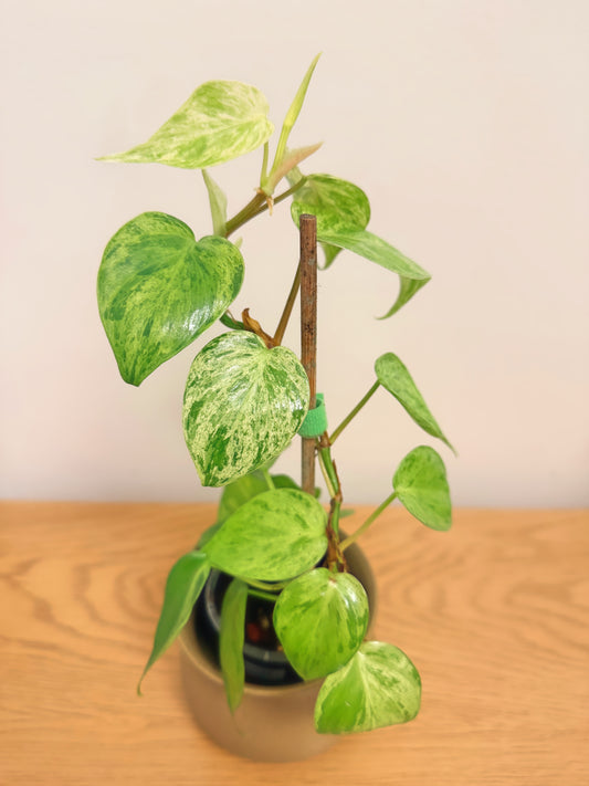 Philodendron Heartleaf Variegated