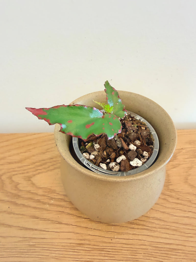 Begonia Pink Lava
