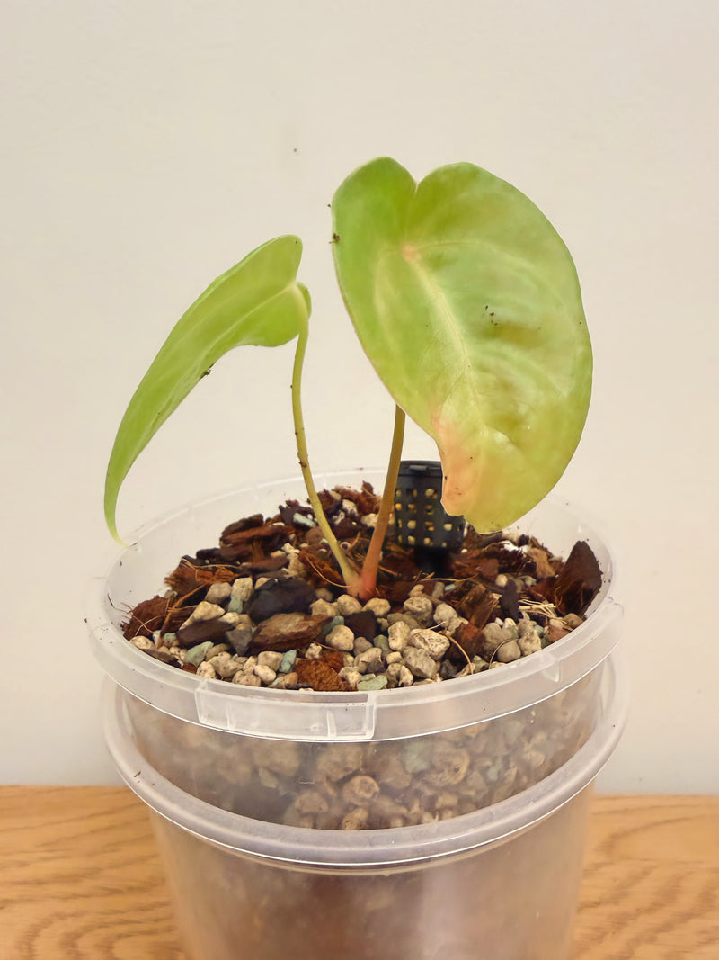 Anthurium Forgetii x Veitchii