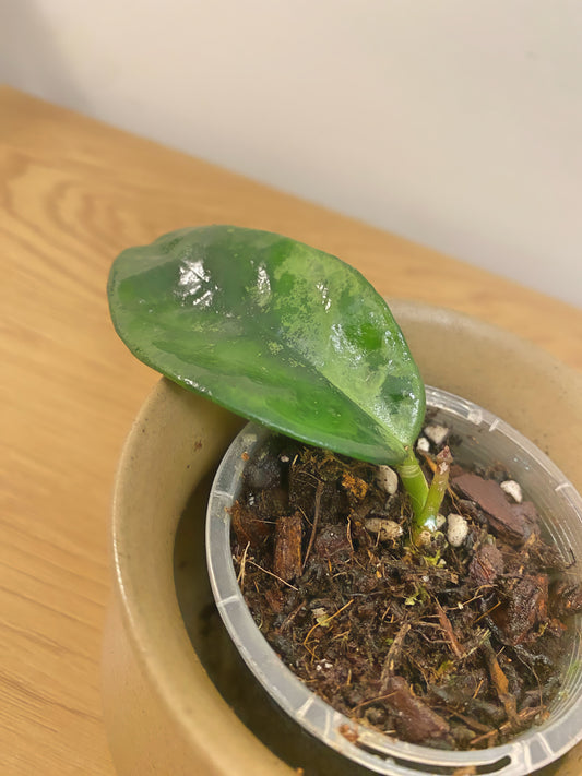 Hoya Nervosa Jokul Silver