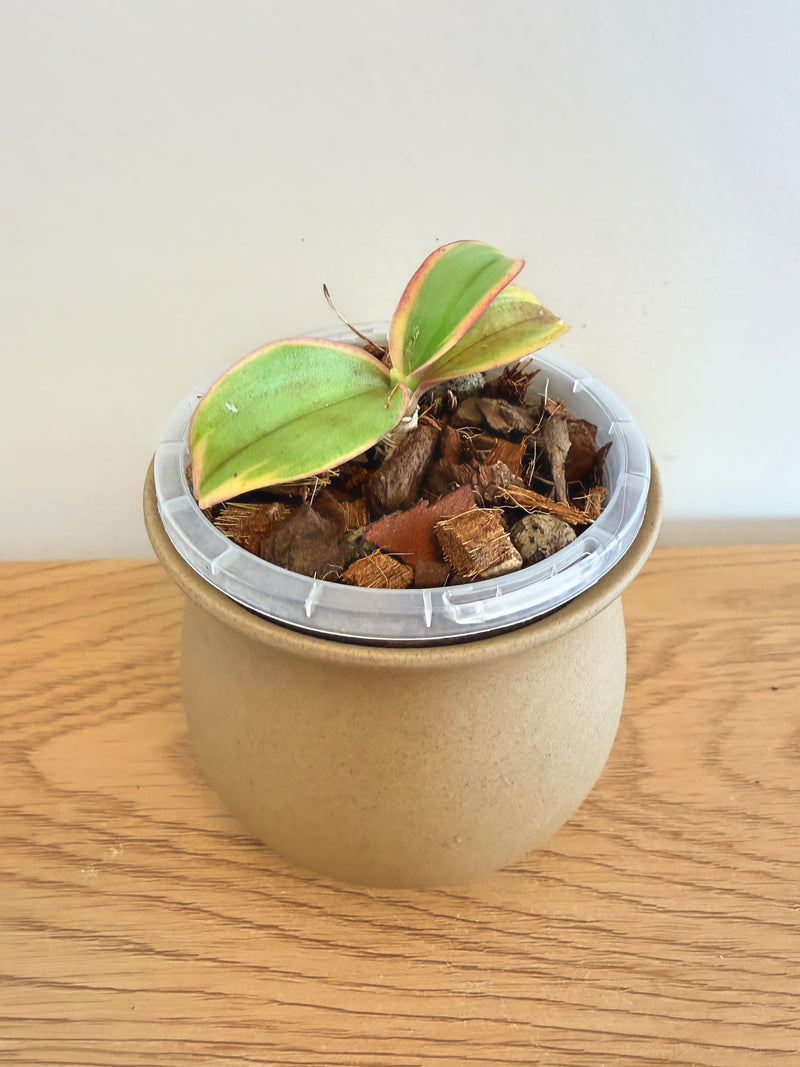 Phalaenopsis Chia E Yenlin (Variegata)