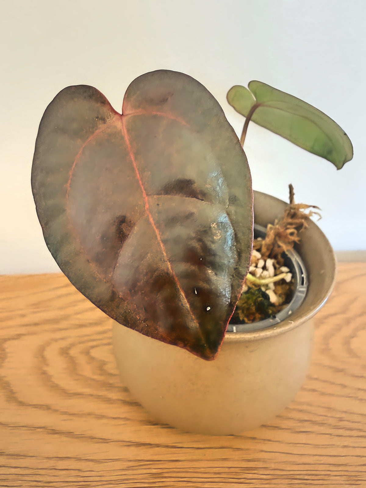 Anthurium Black Velvet x AOS