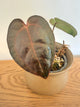 Anthurium Black Velvet x AOS