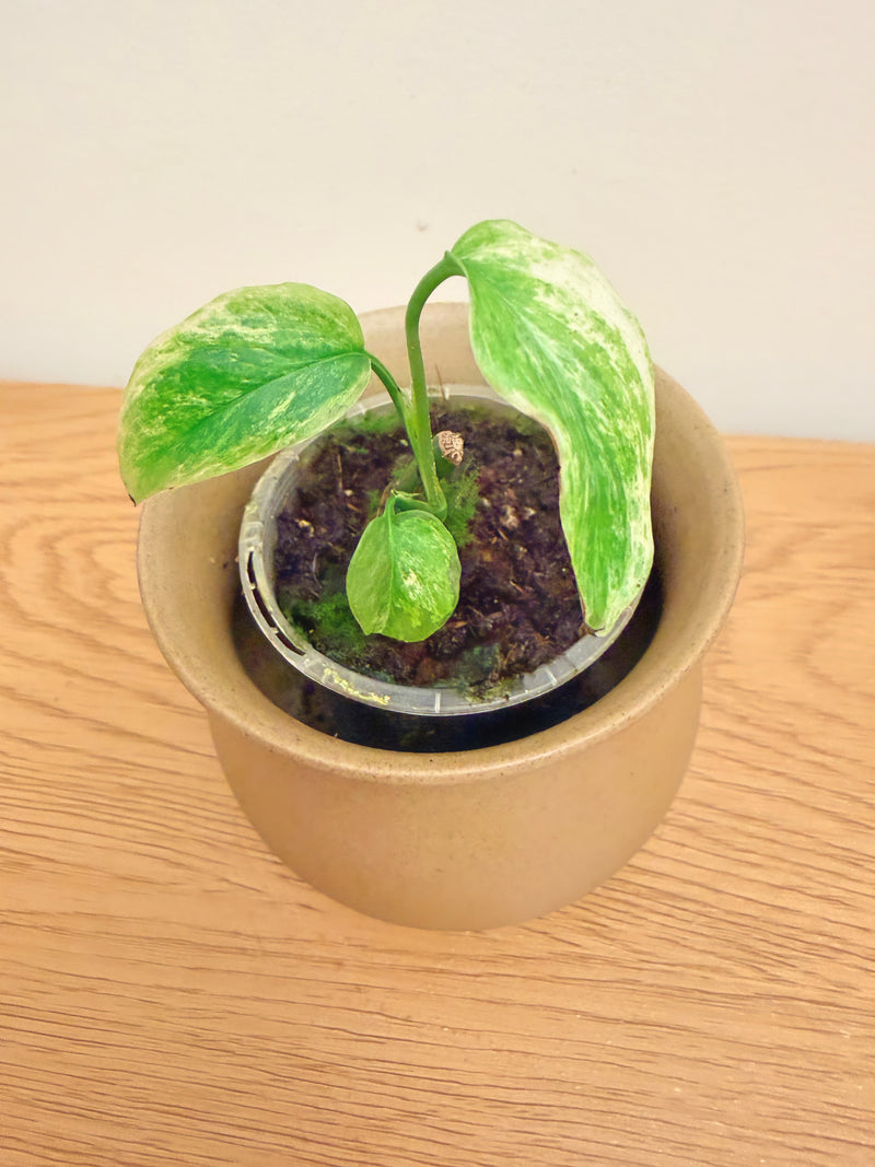 Monstera Laniata Mint