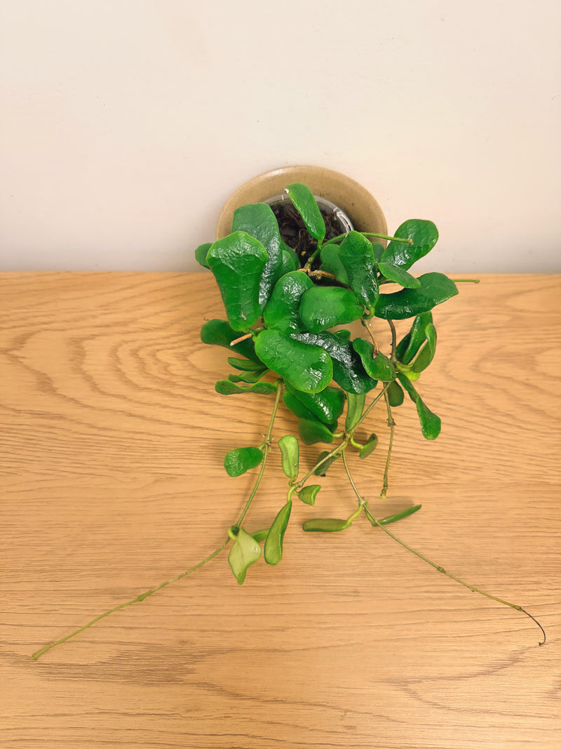 Hoya Rotundiflora