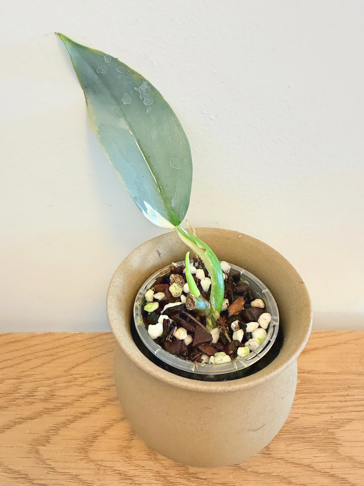Philodendron Silver Sword Variegated (C)