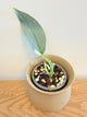 Philodendron Silver Sword Variegated (C)