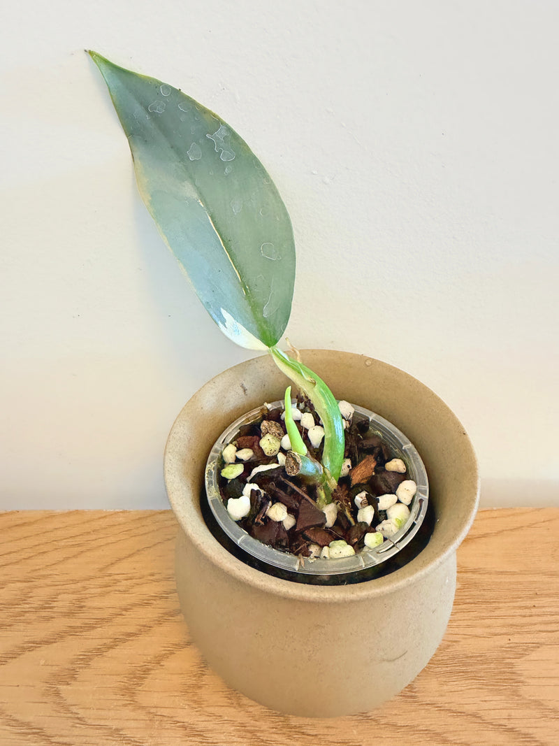 Philodendron Silver Sword Variegated (C)