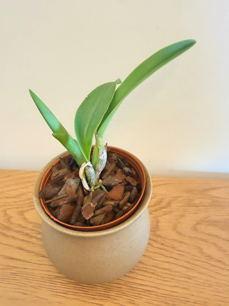 Lc Mari’s Magic ‘H and R’ x Slc. Angel’s Fantasy ‘Solar Flair’ FCC/AOS
