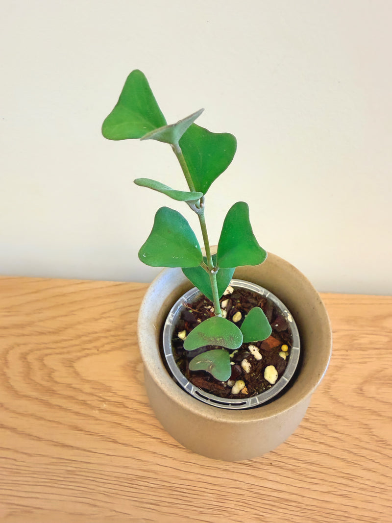 Hoya Manipurensis
