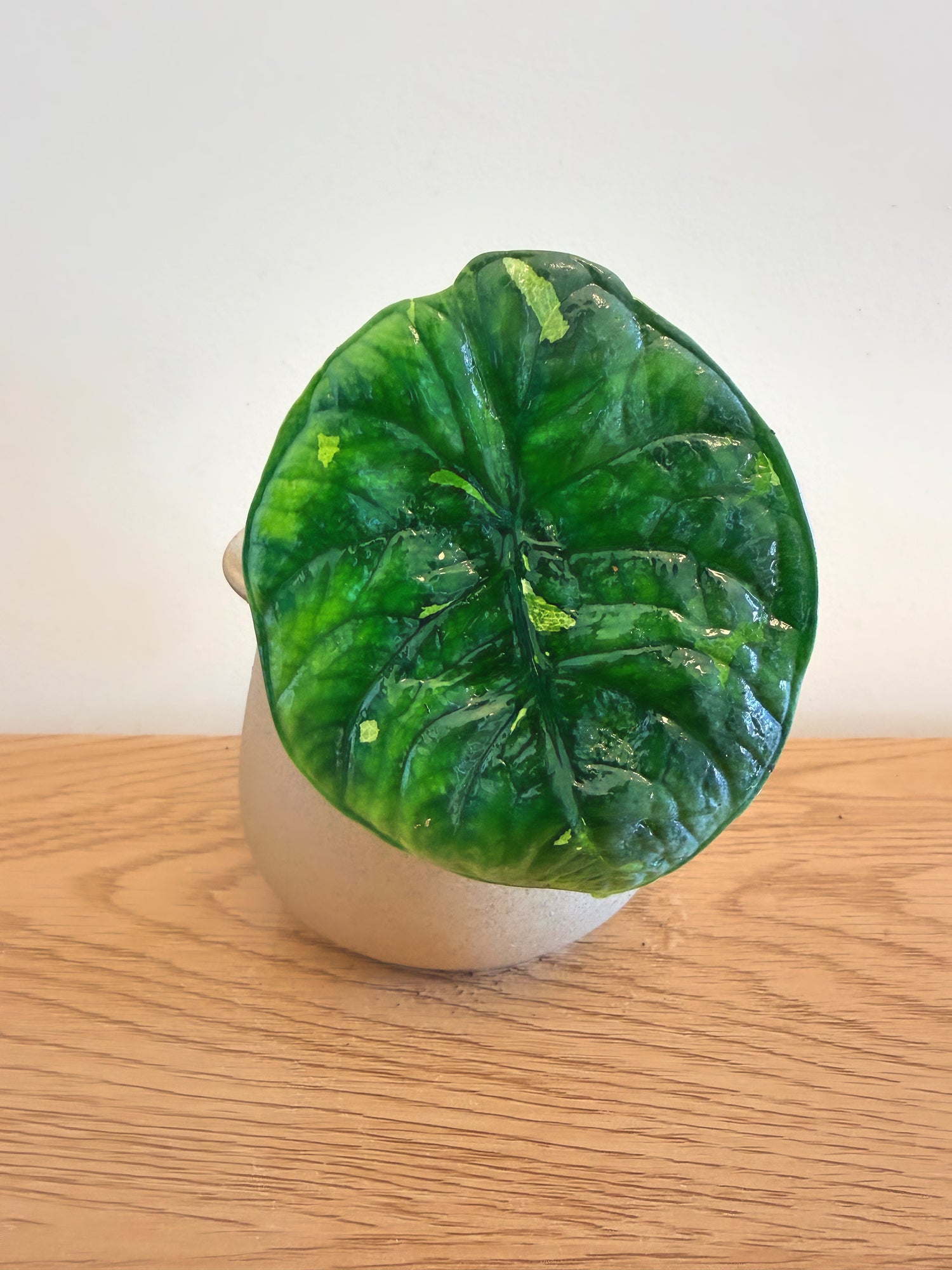 Alocasia Chaii Variegated