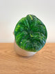 Alocasia Chaii Variegated