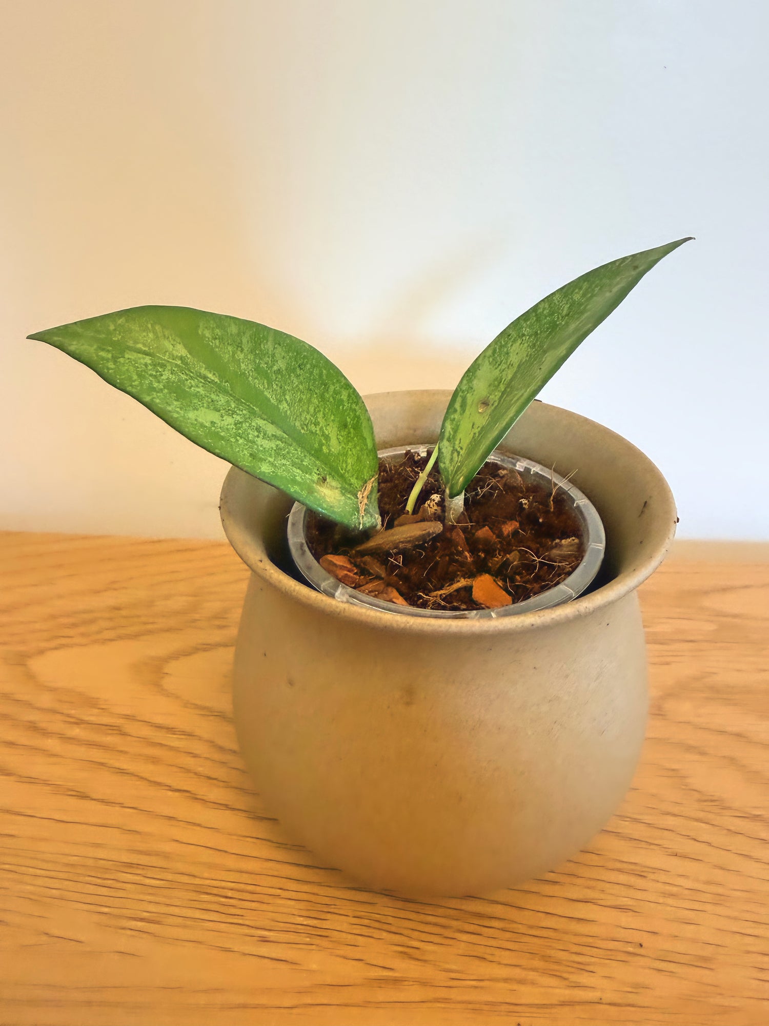 Hoya Incencis Silver