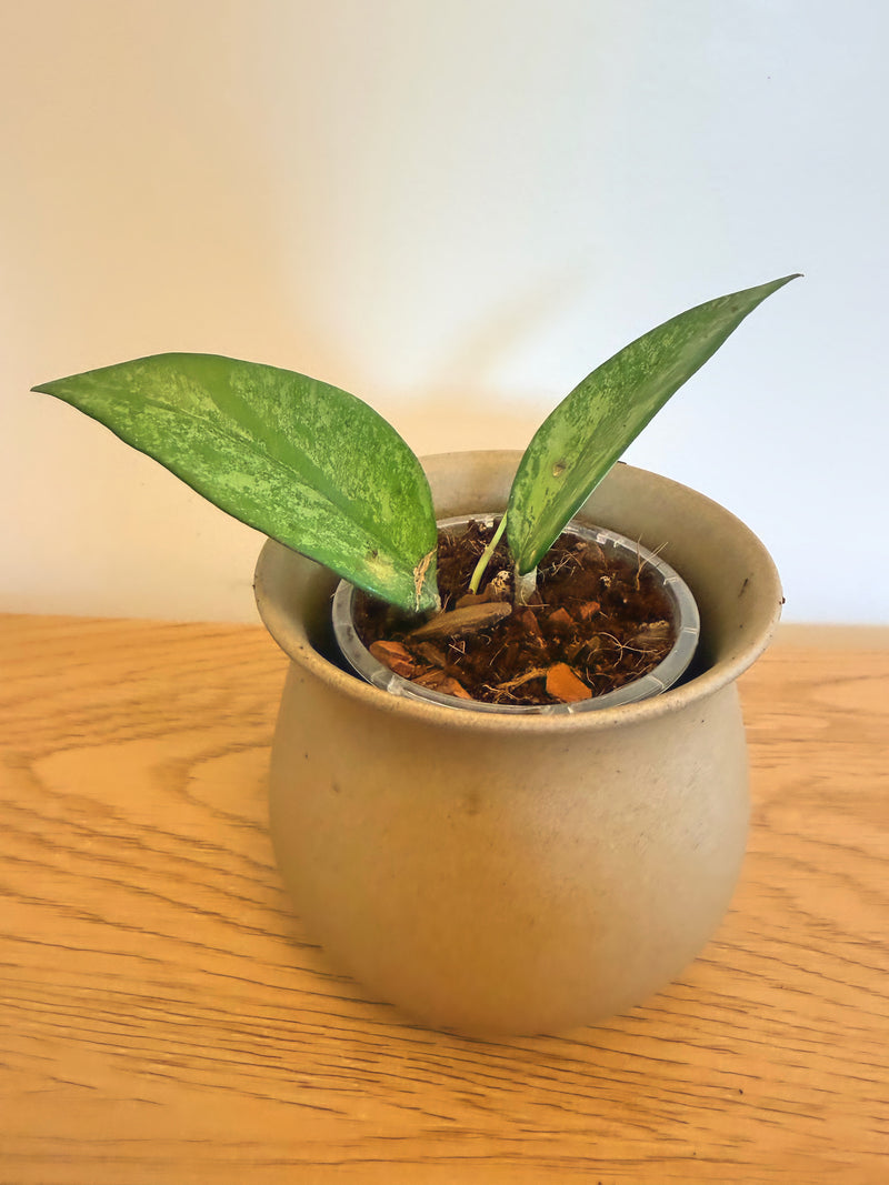 Hoya Incencis Silver