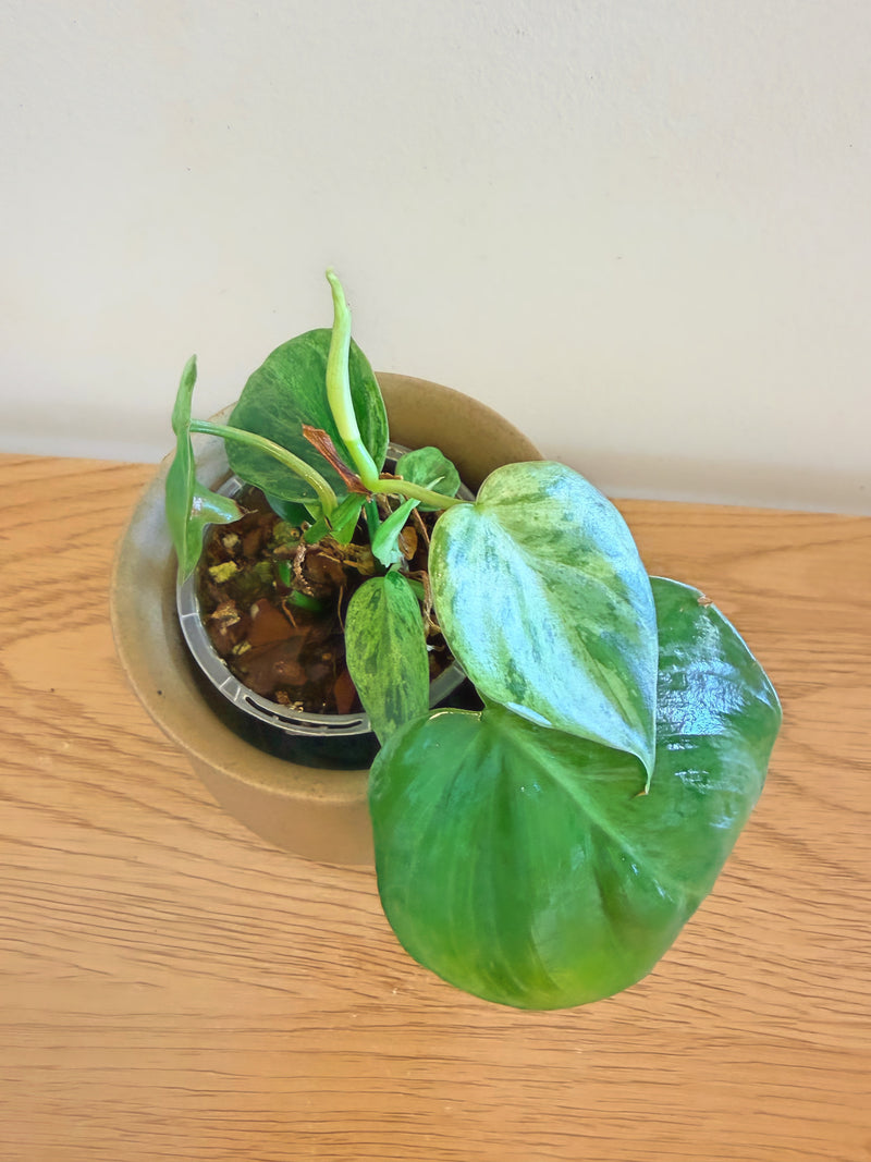 Philodendron Heartleaf Variegated