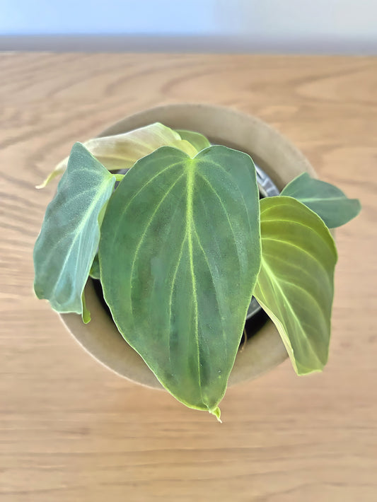 Philodendron Plendid