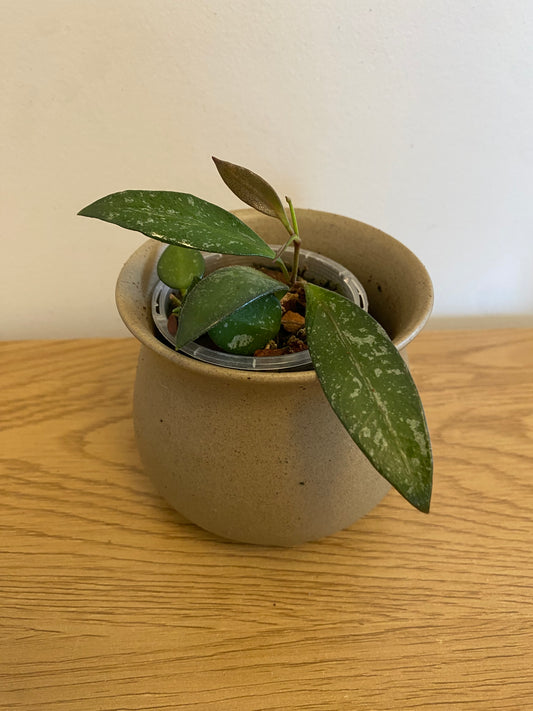 Hoya Rosita Splash