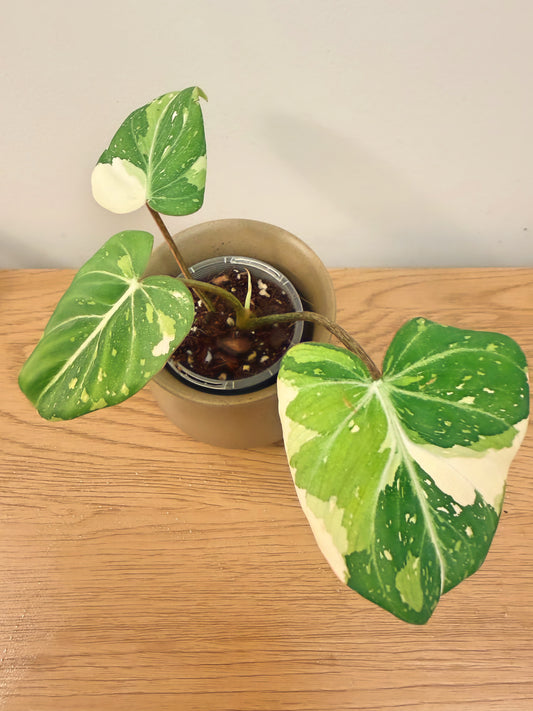 Philodendron Gloriosum Variegated (D)