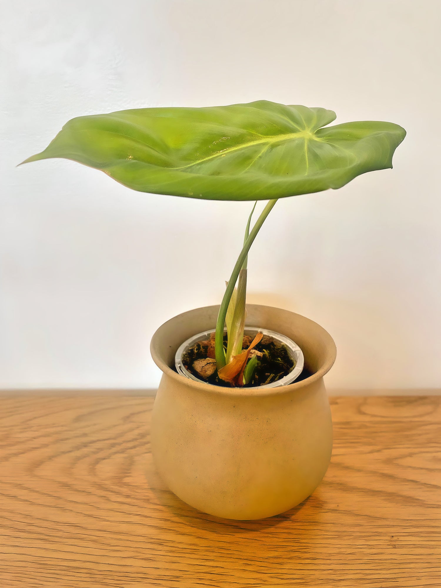 Philodendron Pastazanum