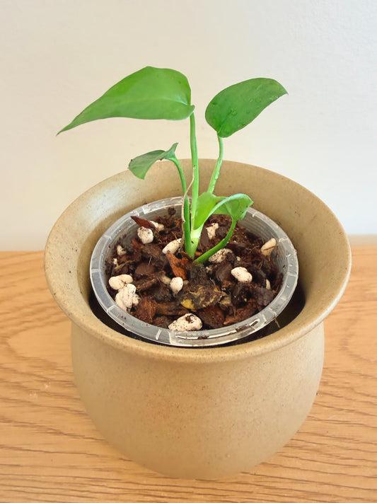 Monstera Obliqua ‘Napo’