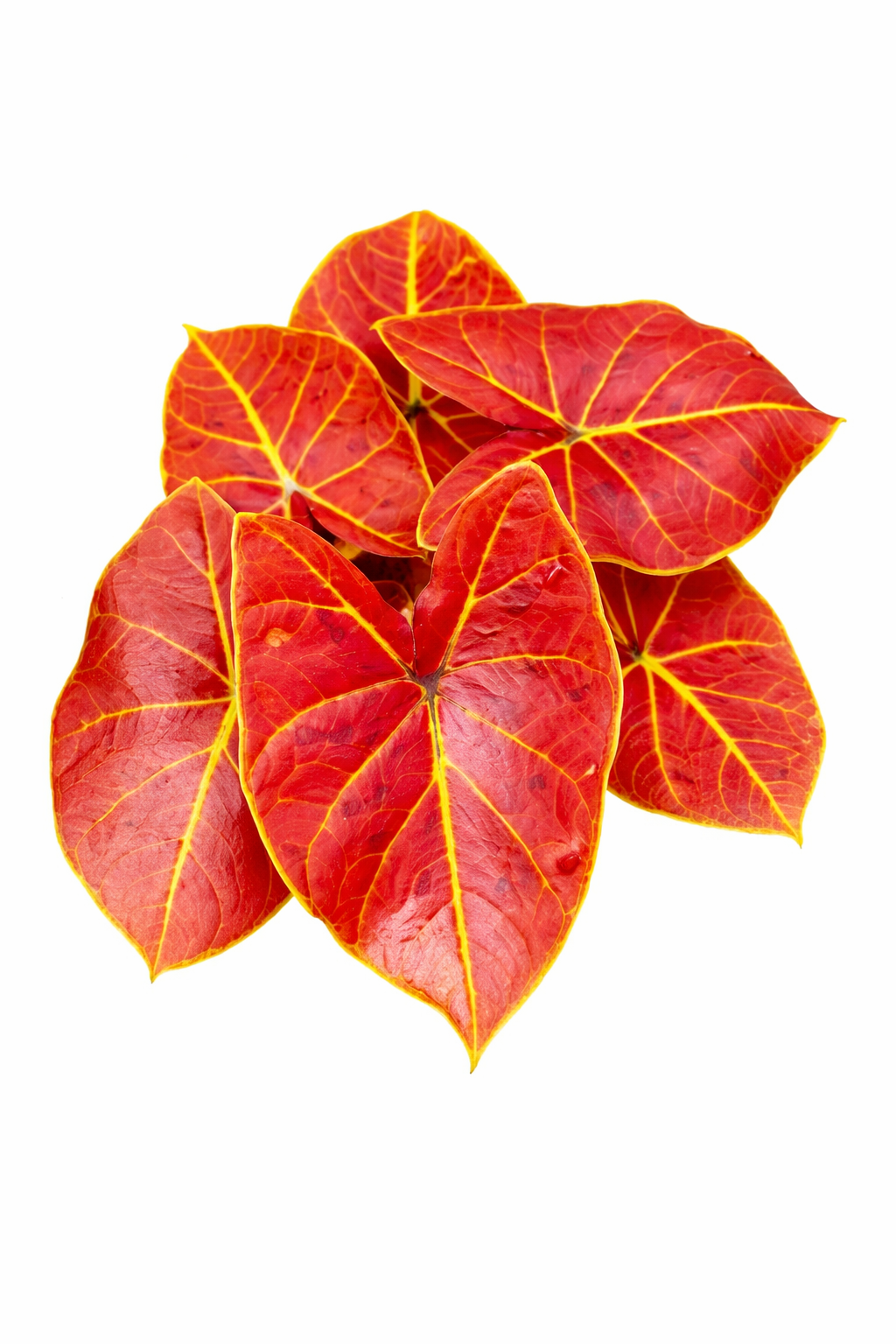Caladium New Wave