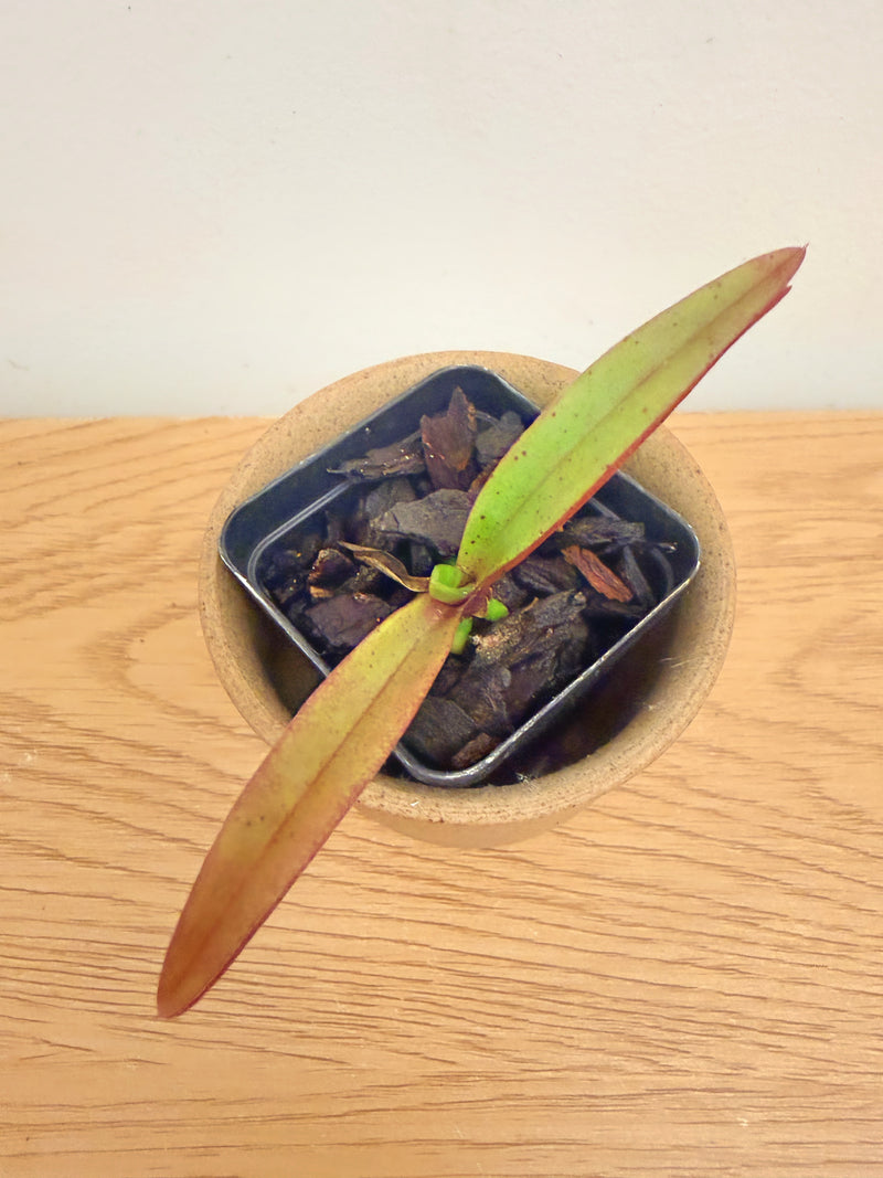 Vandachostylis TSS Taiwan Gandharva ‘12-2’ (Vanda Lou Sneary x Rhy. Gigantea)
