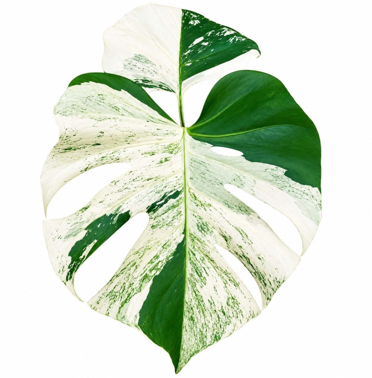 Monstera Deliciosa ‘Sphinx Mint’