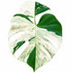 Monstera Deliciosa ‘Sphinx Mint’