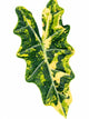 Alocasia Pseudo Sanderiana Aurea