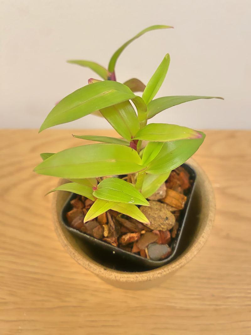 Dendrobium Glomeratum