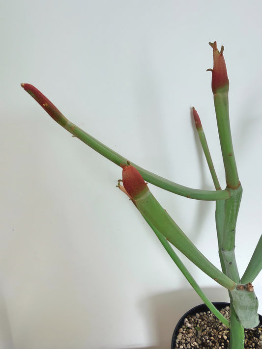 Euphorbia Enterophora Crassa