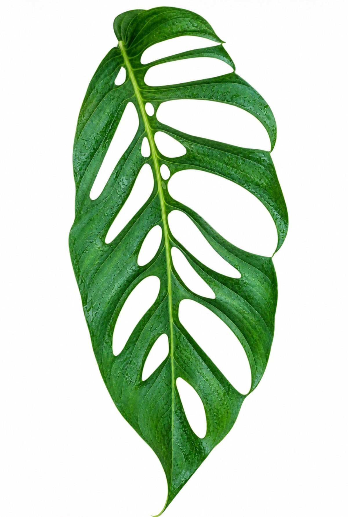 Monstera Obliqua ‘Napo’