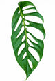 Monstera Obliqua ‘Napo’