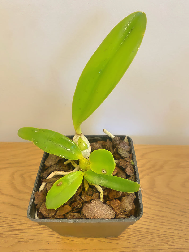 Cattleya (L.c) (Mini Purple f. coerulea ‘H + R’ 4N x Cornelia ‘Floralia’)