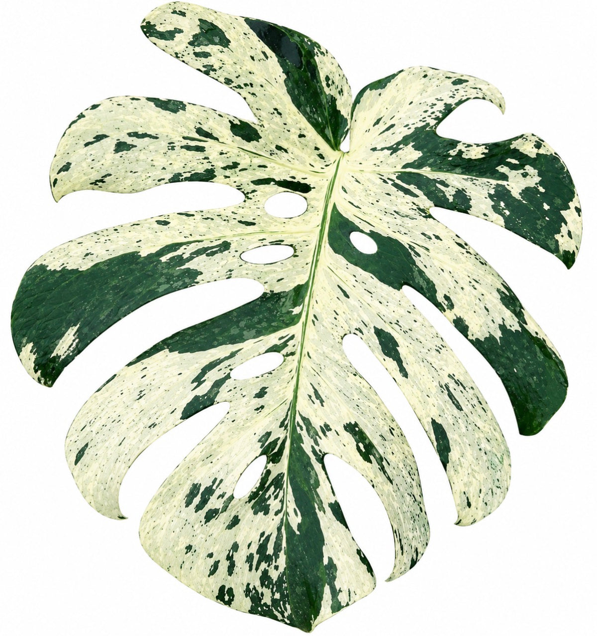 Monstera Deliciosa ‘Vietciosa’