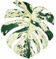 Monstera Deliciosa ‘Vietciosa’