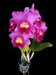 Cahuzacara (Chz) Hsinying Pink Doll ‘Pink Doll’ BM/TOGA (Bct. Little Mermaid x Rlc. Li Jiuan Dancer)