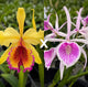 Cattleya Dowiana Aurea ‘#5’ x Bc. Clear Star ‘C.H Best’ SM/TOGA