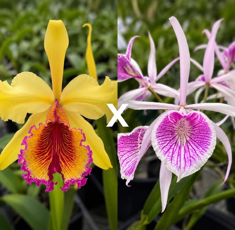 Cattleya Dowiana Aurea ‘#5’ x Bc. Clear Star ‘C.H Best’ SM/TOGA