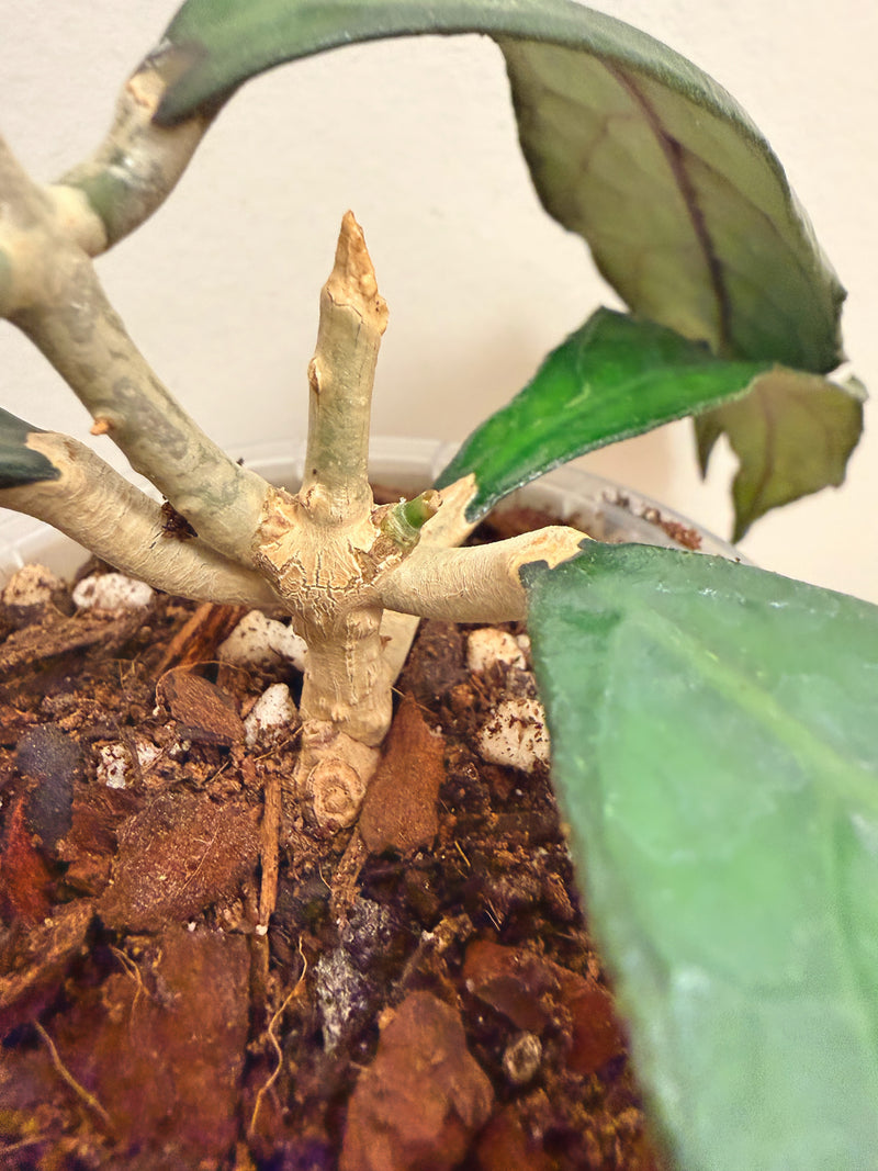 Hoya Clemensiorum